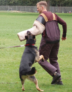 Arrow Training, German Shepard,Breeder,Champion,Pedigrees,AKC